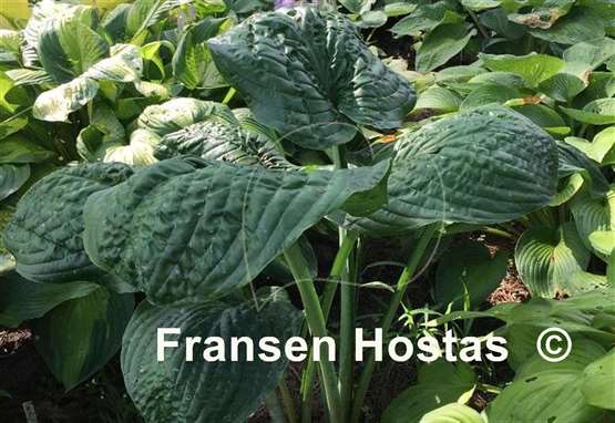 Hosta Big B